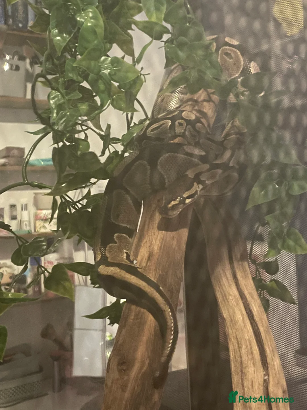 Python Snake reptiles for sale: Beautiful Male Ball Python - Advert 5