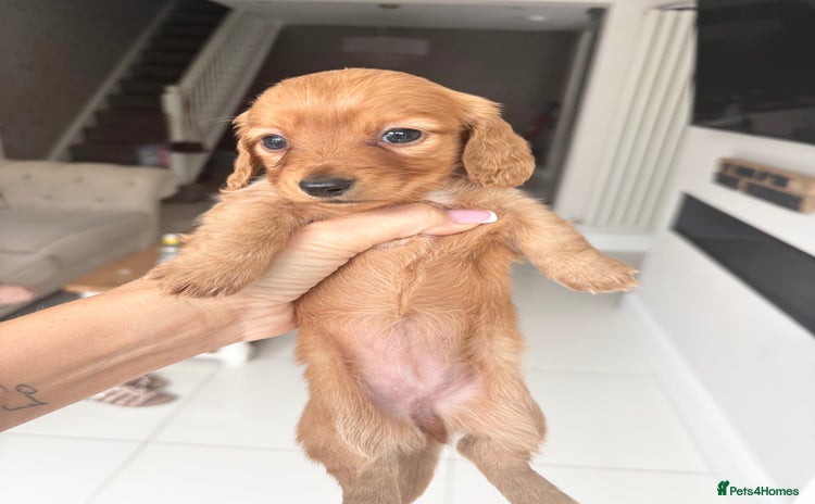 Miniature Dachshund dogs - Advert 1