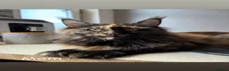 Maine Coon cats for sale: ✨5 GCCF Pure bred MC kittens  - Advert 21