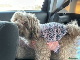 Maltipoo dogs Gorgeous maltipoos, black (F) & black/white (M) - Advert 3