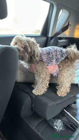 Maltipoo dogs Gorgeous maltipoos, black (F) & black/white (M) - Advert 1