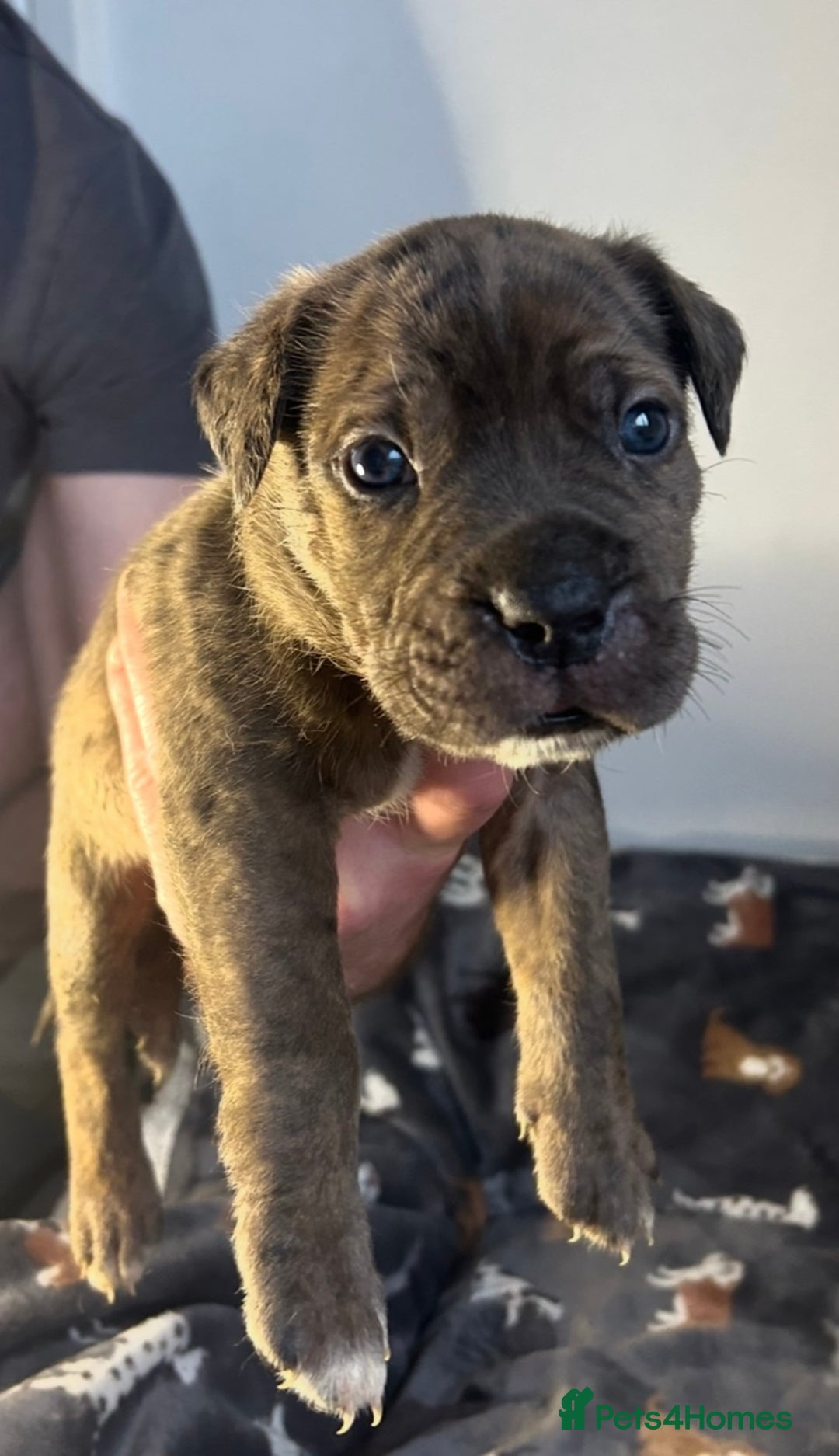 Mixed Breed dogs for sale: mastiff pups🐾 - Advert 11