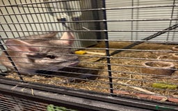 Chinchilla rodents for sale: 2 bonded male chinchillas - Image 19