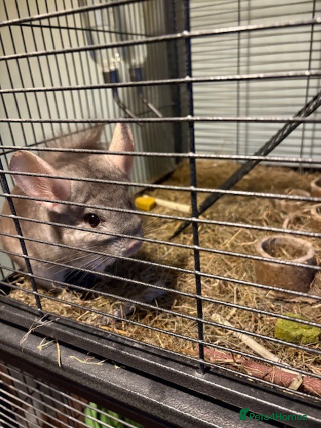 Chinchilla rodents for sale: 2 bonded male chinchillas - Image 19
