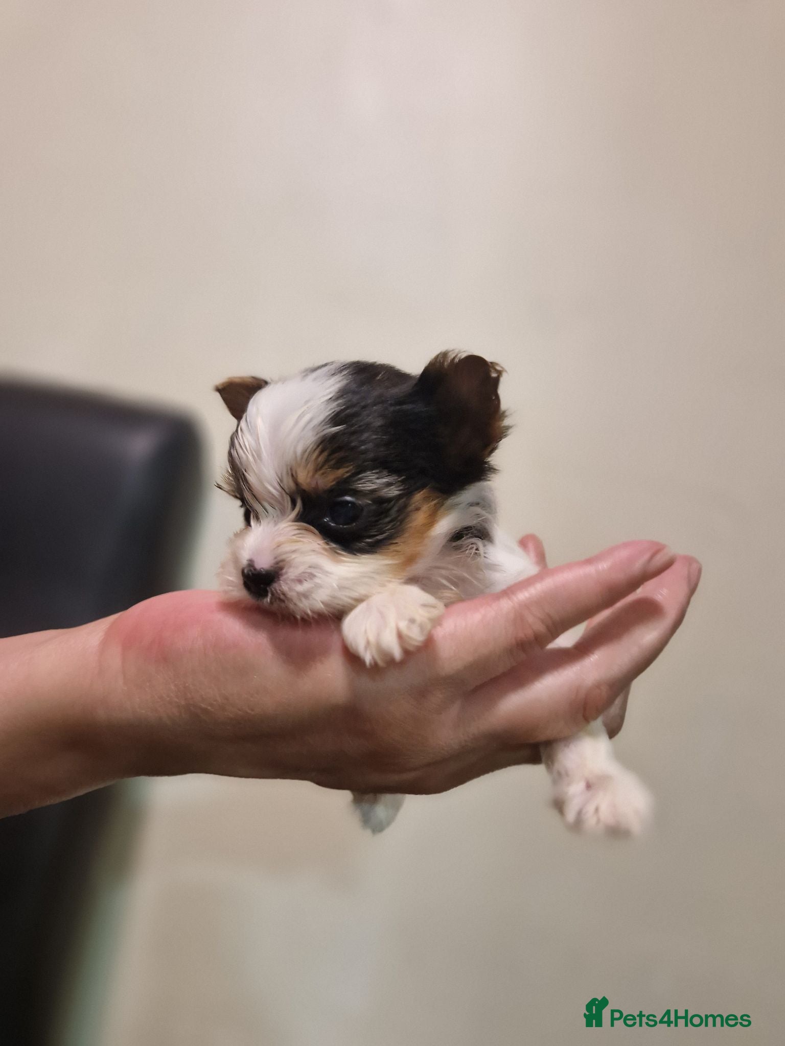 Biewer Terrier dogs Pure Miniature Biewer Terrier Puppies - Advert 4