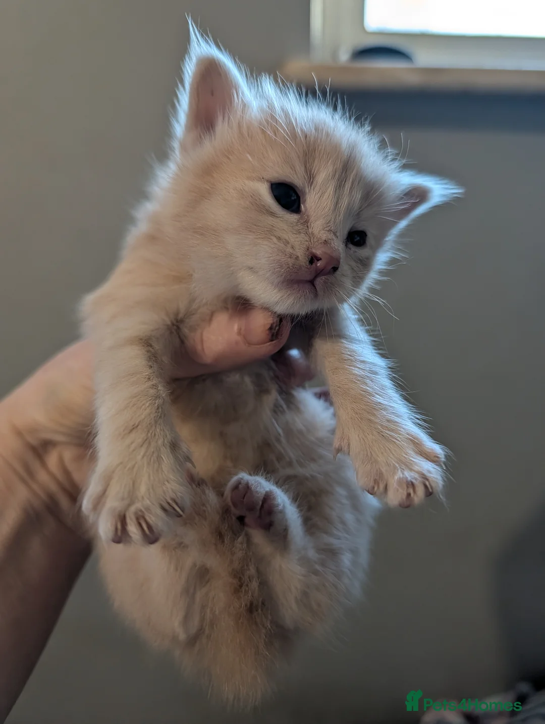 Mixed Breed cats for sale: X Maine coon in Ashford - Advert 2