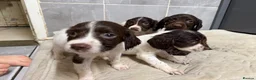 English Springer Spaniel dogs for sale: Springer spaniel puppies  - Advert 3