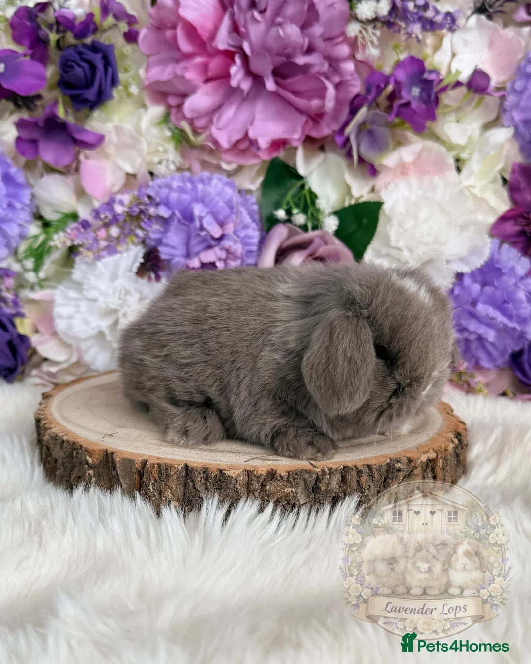 Mini Lop rabbits for sale: 🪻Purebred Friendly Mini Lops🪻xxx in Plymouth - Advert 2