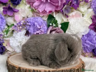 Mini Lop rabbits 🪻Purebred Friendly Mini Lops🪻xxx - Advert 2