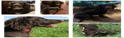 Cocker Spaniel dogs for sale: WCS Puppies from health tested KC Parents  - Advert 14