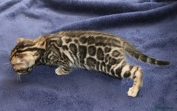 Bengal cats for sale: TICA Registered Bengal Kittens–Ready Nov 2025 🐾 - Image 18