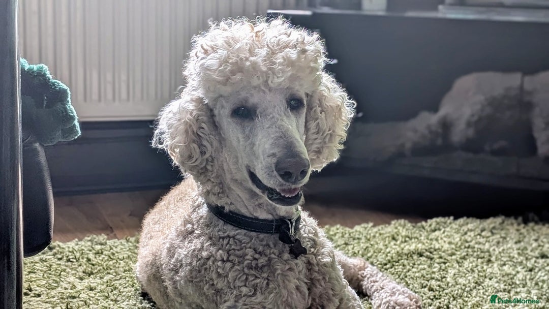 Goldendoodle dogs for sale: Gorgeous Goldendoodles  - Image 14