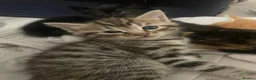 Mixed Breed cats for sale: 4 beautiful kittens  - Advert 13