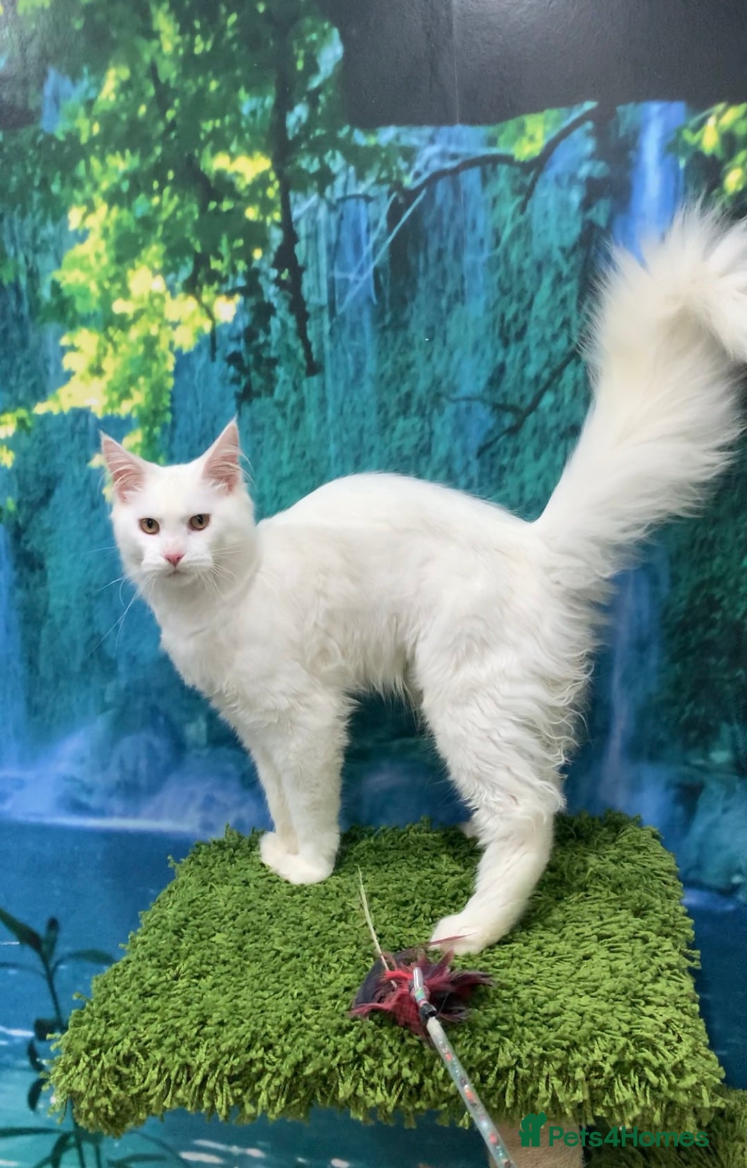 Maine Coon cats for sale: White Maine coon girl spayed TICA registered  - Image 5