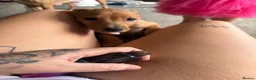 Mixed Breed dogs for sale: Male 1  in Nuneaton - Advert 10
