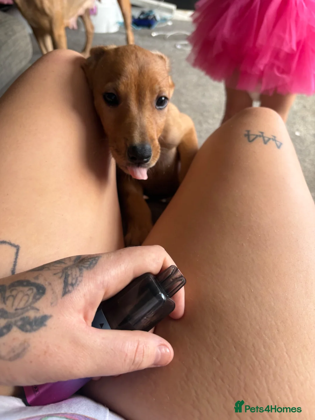 Mixed Breed dogs for sale: Male 1  in Nuneaton - Advert 10