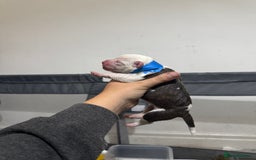 Mixed Breed dogs for sale: American bulldog cross Staffy pups - Image 12