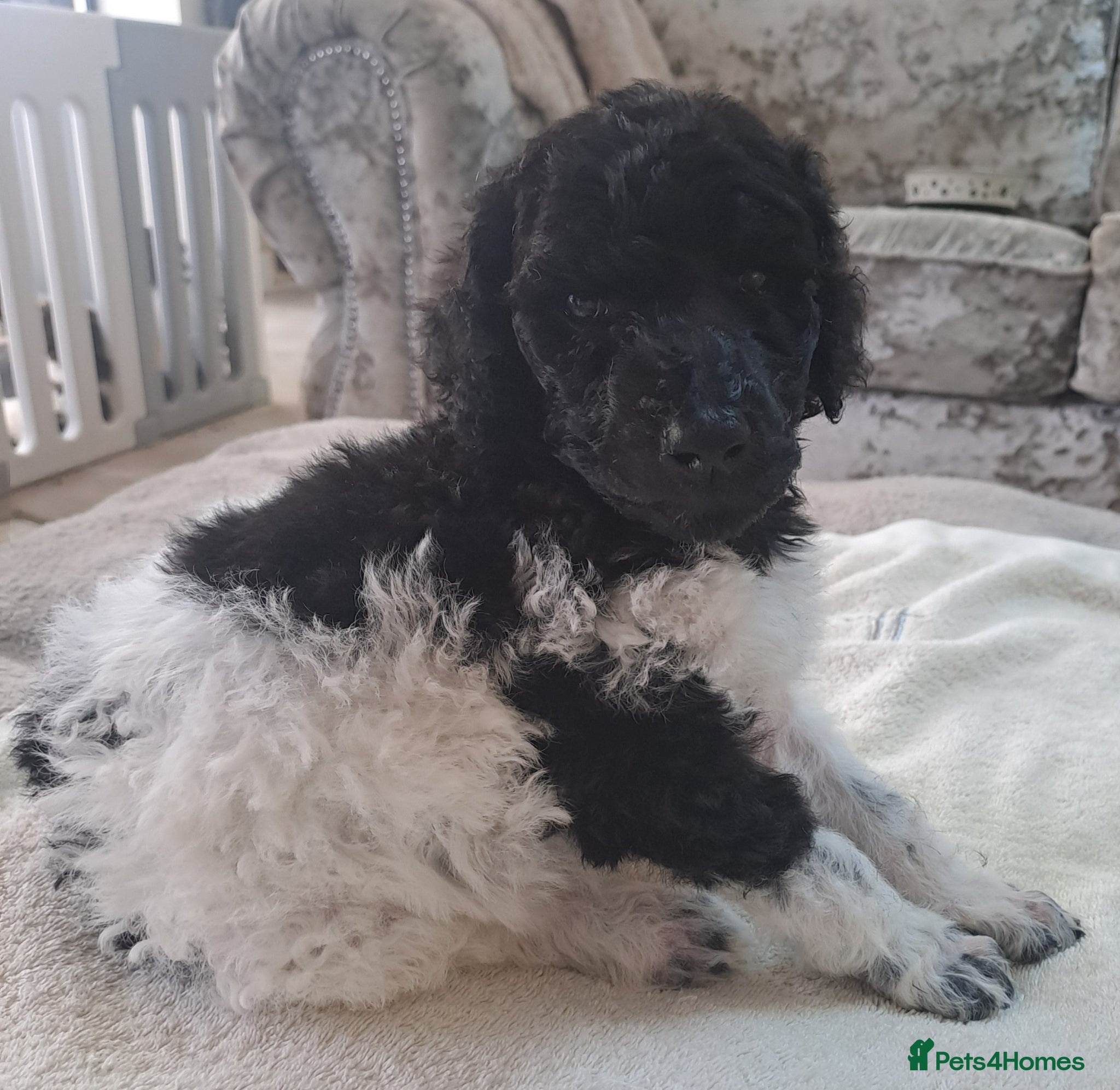 Standard Poodle dogs 1 Stunning black Parti poodle boy - Advert 4