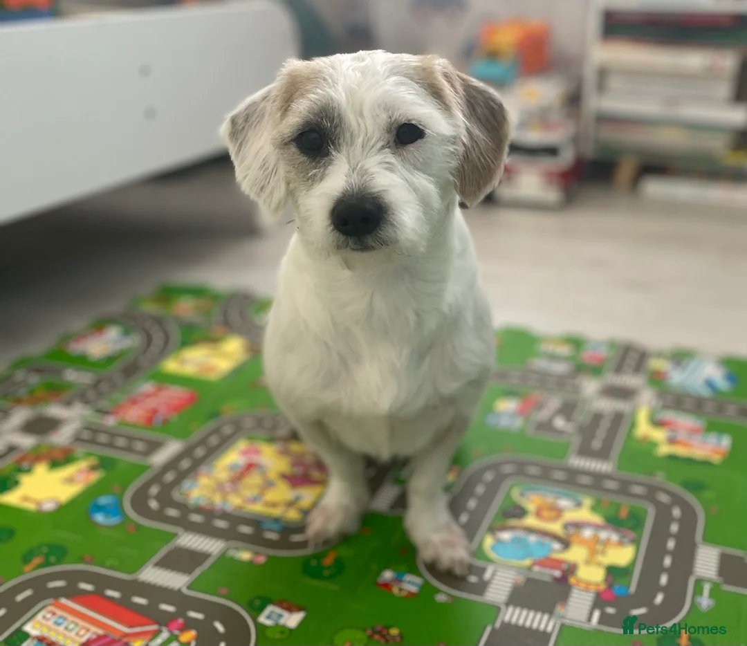 Mixed Breed dogs for sale: Bella - Advert 1