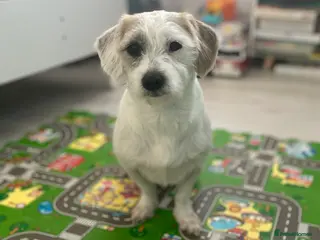 Mixed Breed dogs Bella - Advert 2