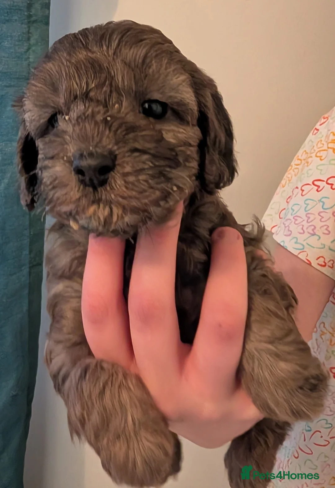 Cockapoo dogs for sale: F2b cockapoo pups Super Cute. Health test parents - Advert 10