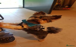 Yorkshire Terrier dogs for stud: Stud available- Miniature Yorkshire Terrier - Image 3