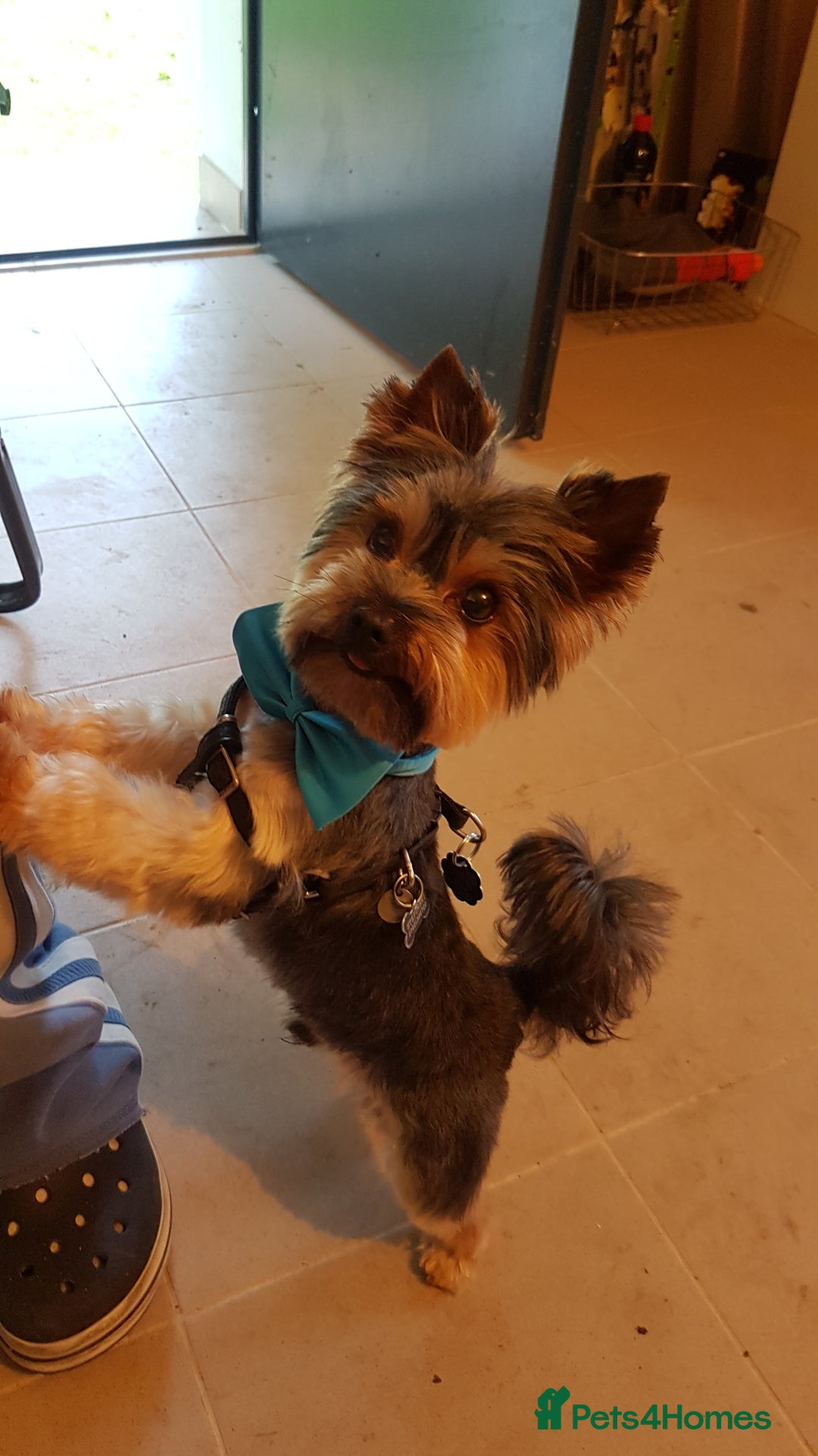Yorkshire Terrier dogs for stud: Stud available- Miniature Yorkshire Terrier - Image 3