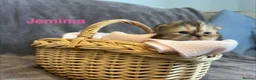 Persian cats for sale: Beautiful litter of Persian kittens, PKD Neg - Advert 11