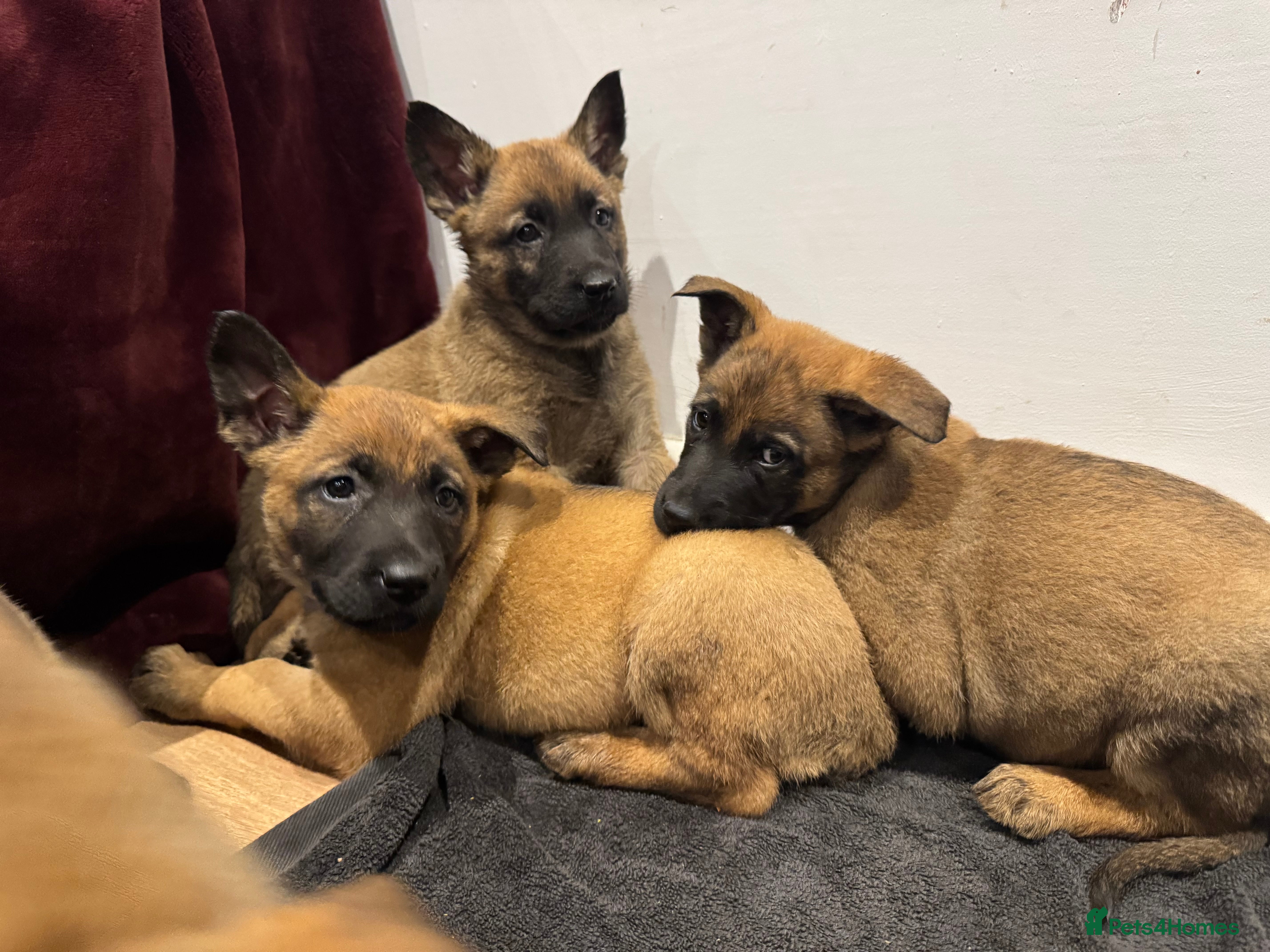 Mixed Breed dogs Gorgeous GSD X Belgian Malinois Pups Available - Advert 2