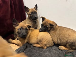 Mixed Breed dogs Gorgeous GSD X Belgian Malinois Pups Available - Advert 2
