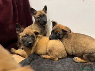 Mixed Breed dogs ONE WEEK TILL READY GSD X Belgian Malinois Pups - Advert 11