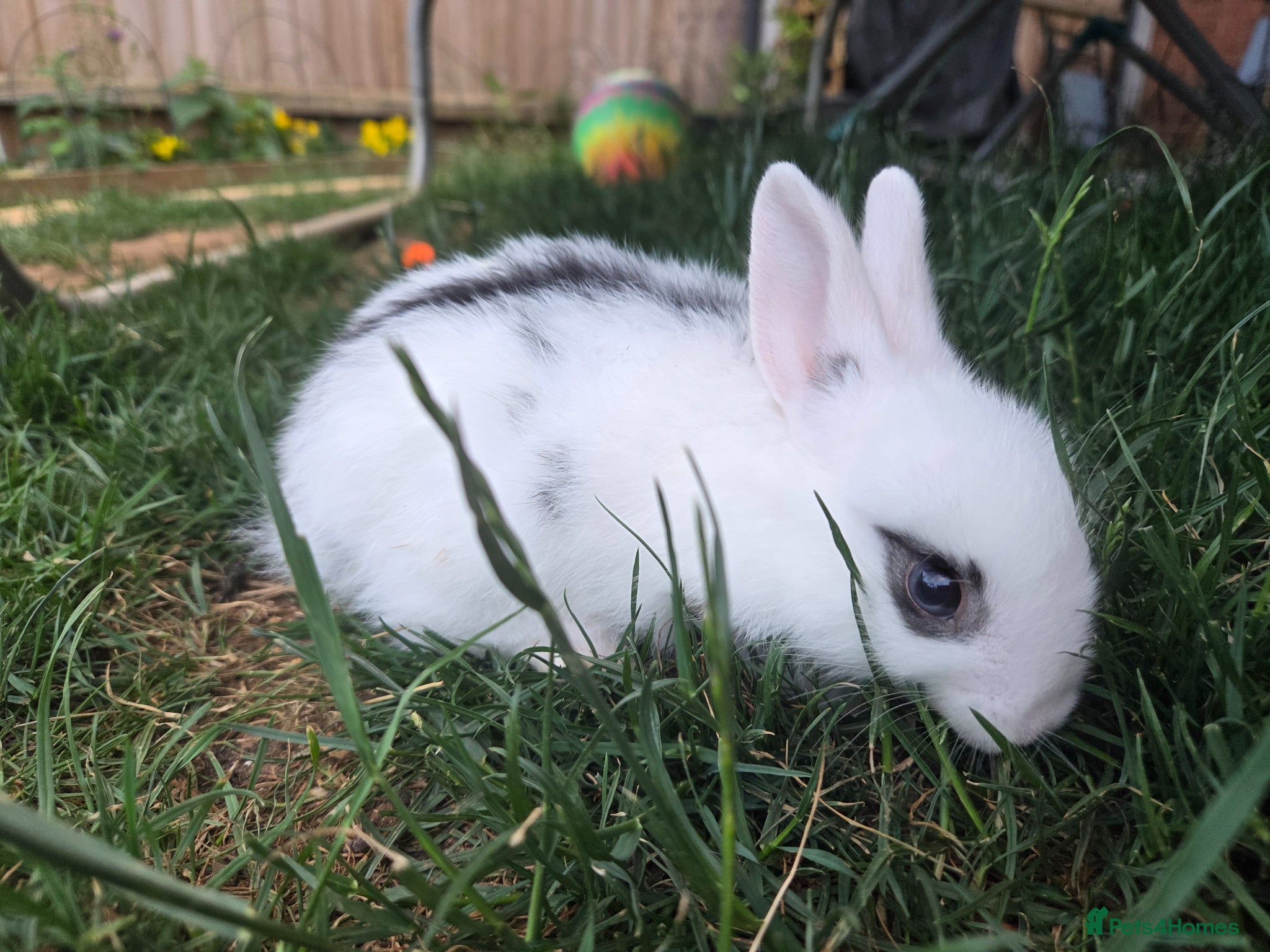 Mixed Breed rabbits for sale: 2 male rabbits for sale in Wellingborough - Advert 3