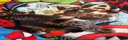 Bengal cats for sale: Bengal X kittens - Advert 21