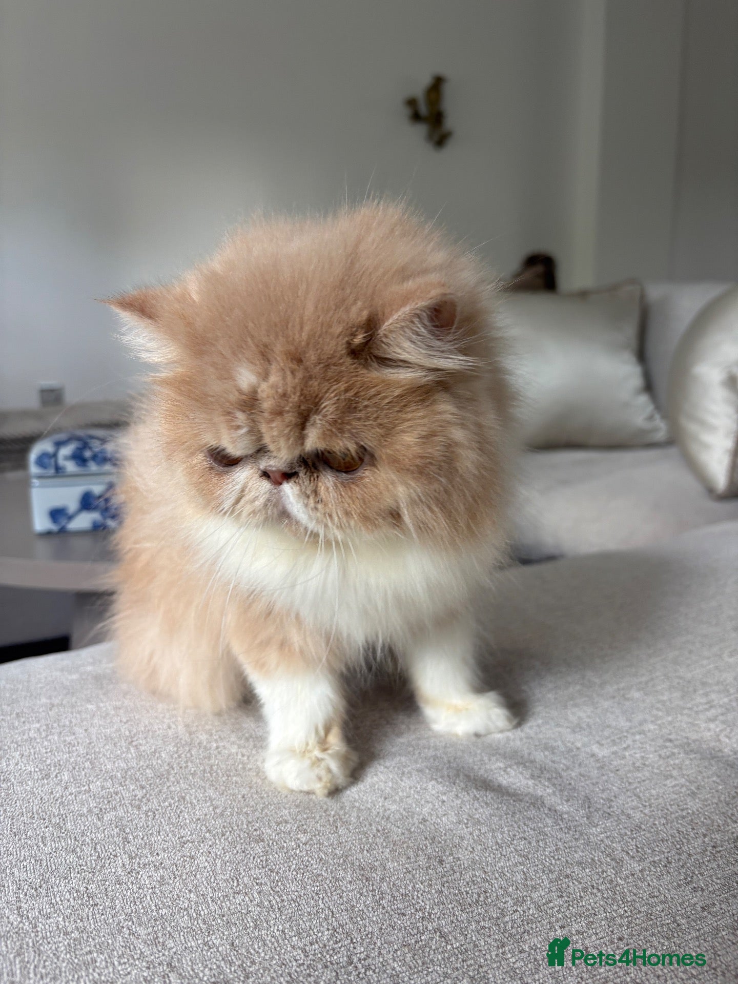 Persian cats Beautiful Persian kittens - Advert 15