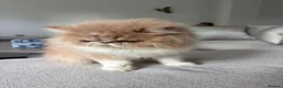 Persian cats for sale: Beautiful Persian kittens - Advert 2