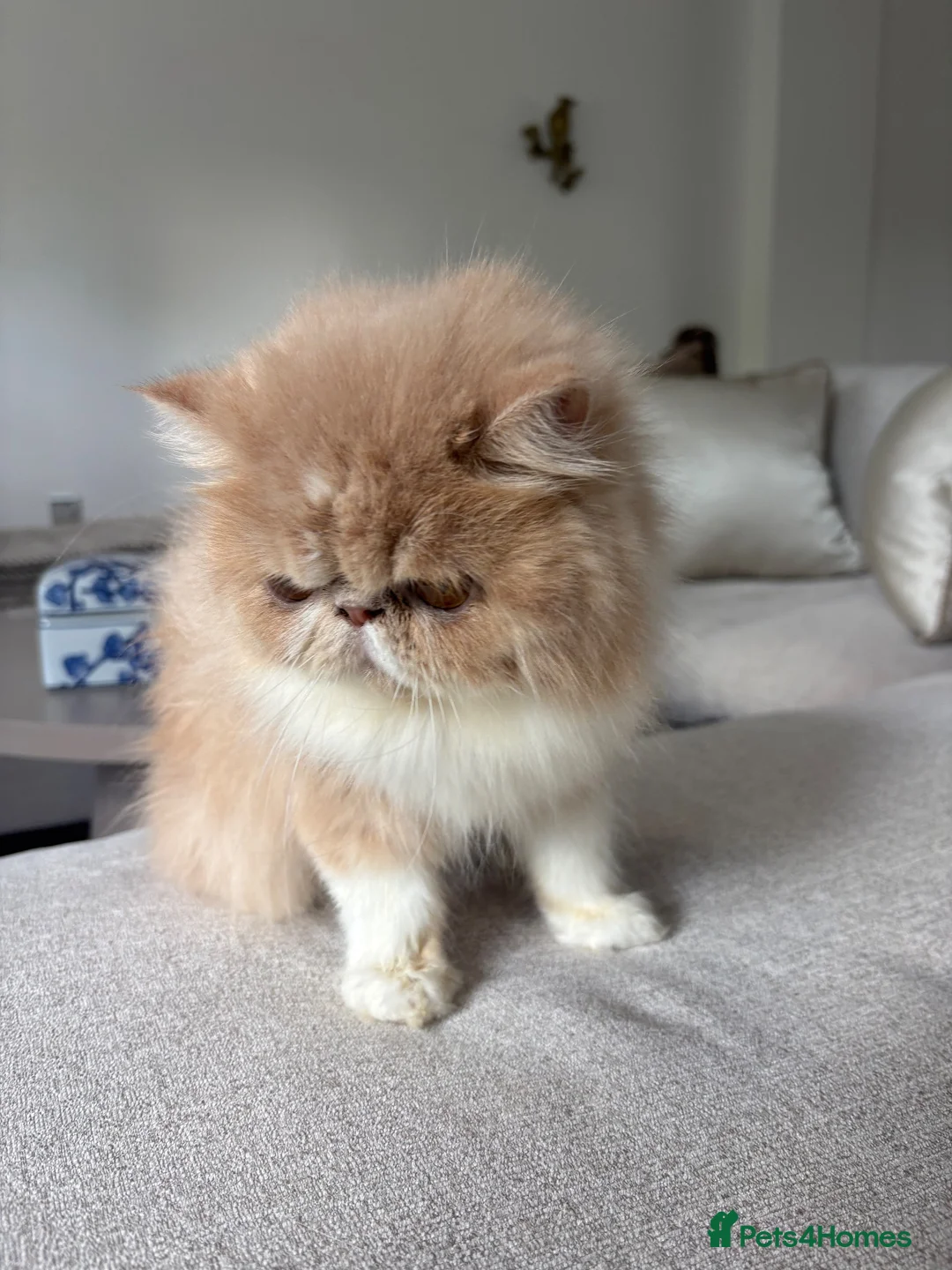 Persian cats for sale: Beautiful Persian kittens - Advert 2
