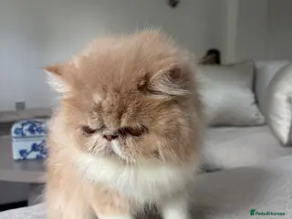 Persian cats Beautiful Persian kittens - Advert 1