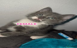 Mixed Breed cats for sale: Beautiful Russian Blue Mix Kittens - Image 3