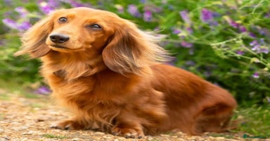 Miniature Dachshund dogs - Advert 5
