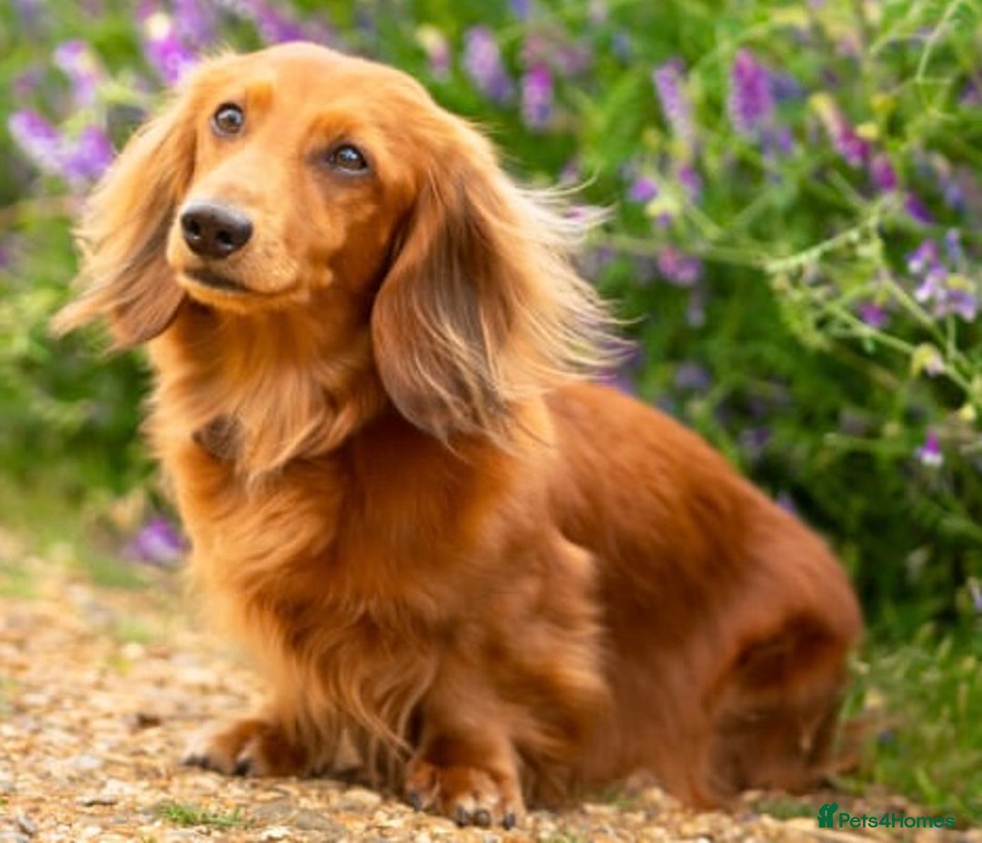 Miniature Dachshund dogs for sale: Gorgeous Long Haired KC Miniature Dachshunds - Image 4