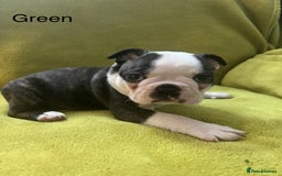 Boston Terrier dogs for sale: Boston terriers for sale - Image 11