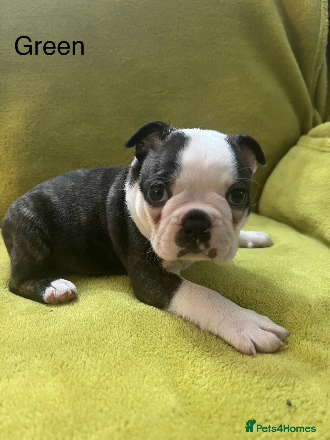 Boston Terrier dogs for sale: Boston terriers for sale - Image 11