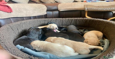 Labrador Retriever dogs - Advert 15