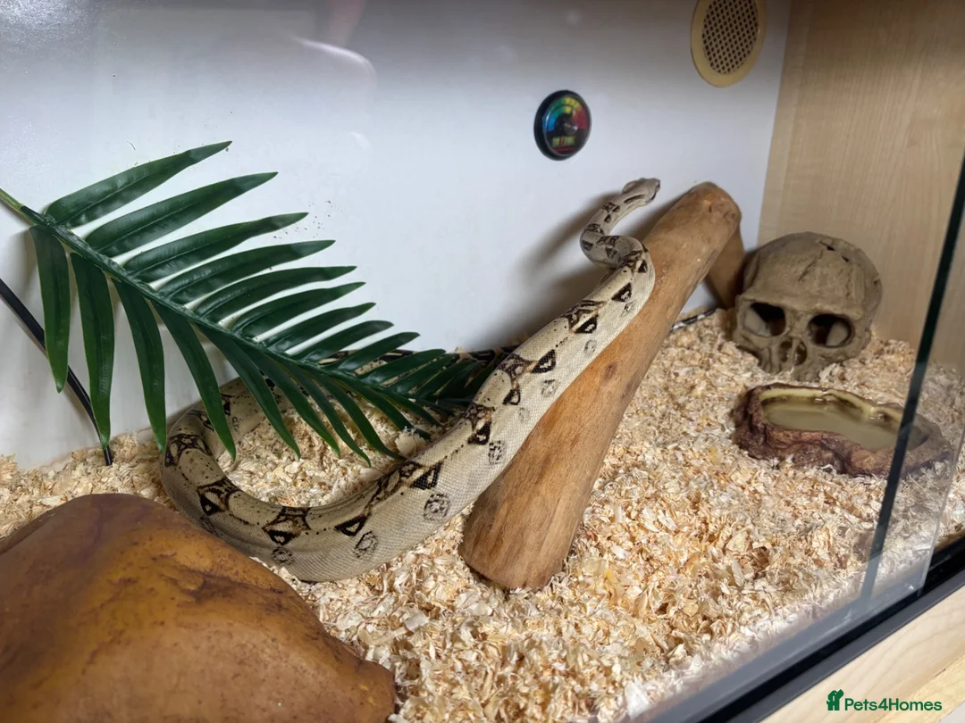 Boa Snake reptiles for sale: Boa constrictor in Waltham Cross - Advert 1