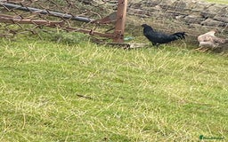 Chickens poultry for sale: Young Ayam Cemani cockerel  - Image 3
