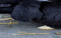Mini Lop rabbits for sale: VACCINATED 2 Bucks Mini lops 🩵 - Image 4
