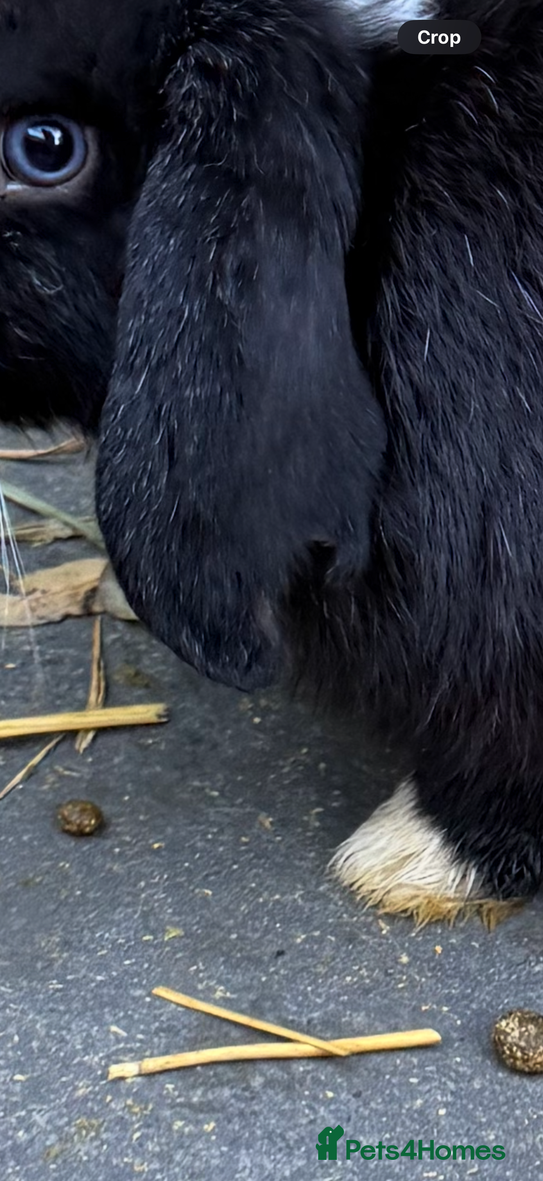 Mini Lop rabbits for sale: VACCINATED 2 Bucks Mini lops 🩵 - Image 4