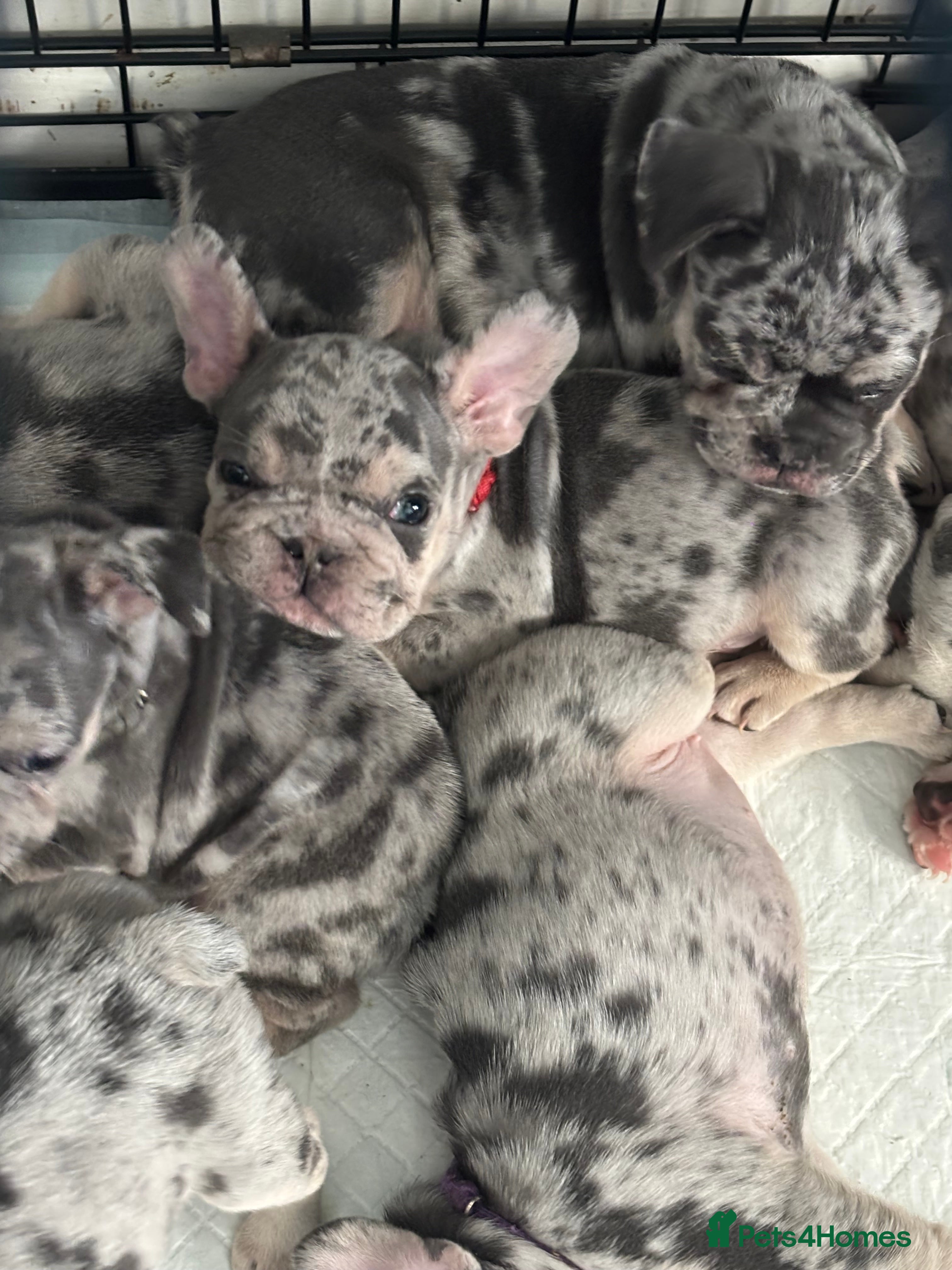 Frug dogs 6 stunning blue Merle Frug puppies  - Advert 2