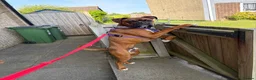 Boxer dogs for sale: Boxer puppy, 10 months in Leicester - Advert 7