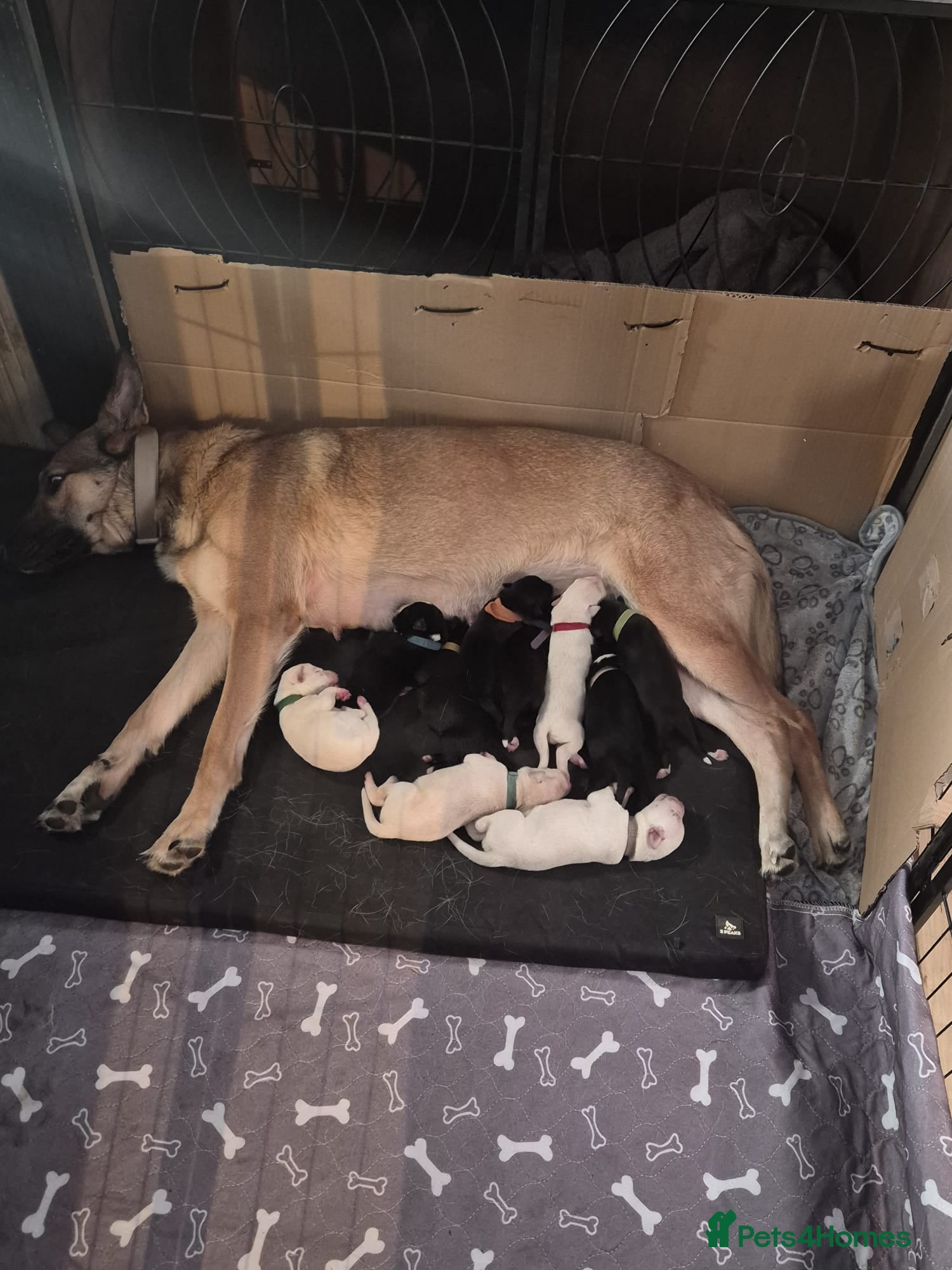 Mixed Breed dogs Beautiful Belgian mali and Dalmatian puppies - Advert 2